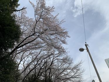 桜①