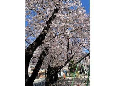 春 桜