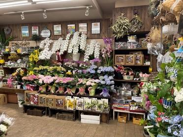 綺麗なお花がたくさん並んだ店の様子♪