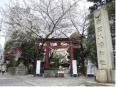 蒲田八幡神社は春になると桜が満開です！