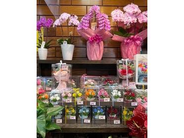 日常にお花を添えてみませんか 花しめ ピタットハウスの地域情報発信ブログ 街ピタ