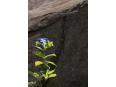 岩に咲く紫陽花