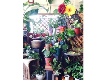 たまプラーザのお洒落なお花屋さん Mahogany 541 ピタットハウスの地域情報発信ブログ 街ピタ たまプラーザのお洒落なお花屋さん Mahogany 541 ピタットハウスの地域情報発信ブログ 街ピタ