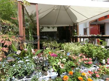 緑とセンスが溢れる花屋さん ハナモミジ 733 ピタットハウスの地域情報発信ブログ 街ピタ