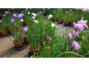 旬の花々が 北九州市立白野江植物公園 ピタットハウスの地域情報発信ブログ 街ピタ 旬の花々が 北九州市立白野江植物公園 ピタットハウスの地域情報発信ブログ 街ピタ