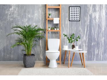 観葉植物 トイレ編 ピタットハウスの地域情報発信ブログ 街ピタ 観葉植物 トイレ編 ピタットハウスの地域情報発信ブログ 街ピタ