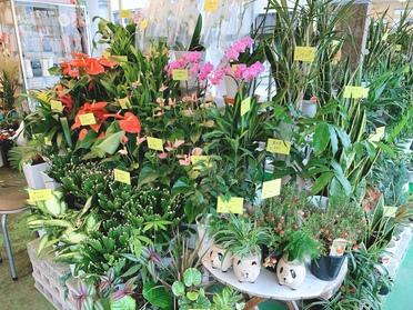 生活に花を添えてみませんか 有 中島園 ピタットハウスの地域情報発信ブログ 街ピタ