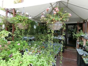 緑とセンスが溢れる花屋さん ハナモミジ ピタットハウスの地域情報発信ブログ 街ピタ 緑とセンスが溢れる花屋さん ハナモミジ ピタットハウスの地域情報発信ブログ 街ピタ