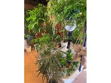 珍しい観葉植物がありました World Garden ピタットハウスの地域情報発信ブログ 街ピタ