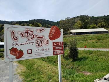 貸し切りのイチゴ狩り 943 ピタットハウスの地域情報発信ブログ 街ピタ