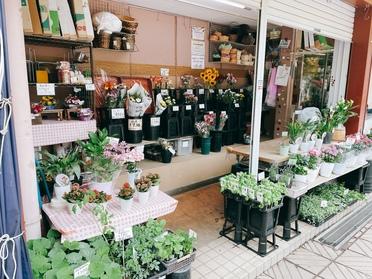 船堀駅にある お花屋さん 花摘み広場 ピタットハウスの地域情報発信ブログ 街ピタ 船堀駅にある お花屋さん 花摘み広場 ピタットハウスの地域情報発信ブログ 街ピタ