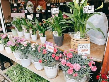 船堀駅にある お花屋さん 花摘み広場 ピタットハウスの地域情報発信ブログ 街ピタ