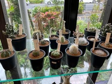とっても魅力的な植物が沢山 世界の観葉植物専門店 グリーンインテリア ピタットハウスの地域情報発信ブログ 街ピタ とっても魅力的な植物が沢山 世界の観葉植物専門店 グリーンインテリア ピタットハウスの地域情報発信ブログ 街ピタ