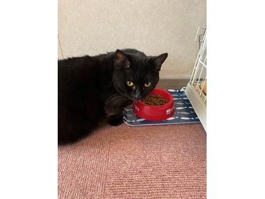 志木に行くならココ 猫カフェ ニャンシー ピタットハウスの地域情報発信ブログ 街ピタ 志木に行くならココ 猫カフェ ニャンシー ピタットハウスの地域情報発信ブログ 街ピタ