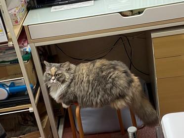 志木に行くならココ 猫カフェ ニャンシー ピタットハウスの地域情報発信ブログ 街ピタ 志木に行くならココ 猫カフェ ニャンシー ピタットハウスの地域情報発信ブログ 街ピタ