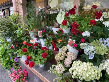 種類豊富なお花屋さん フラワーショップけさらんぱさらん ピタットハウスの地域情報発信ブログ 街ピタ