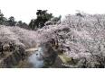 桜が満開になった夙川、とてもきれいです！